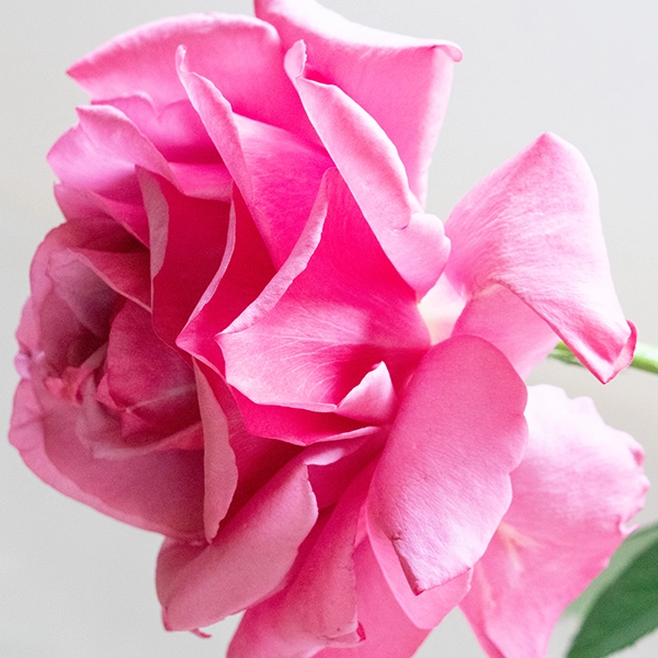 品種名COMING SOON